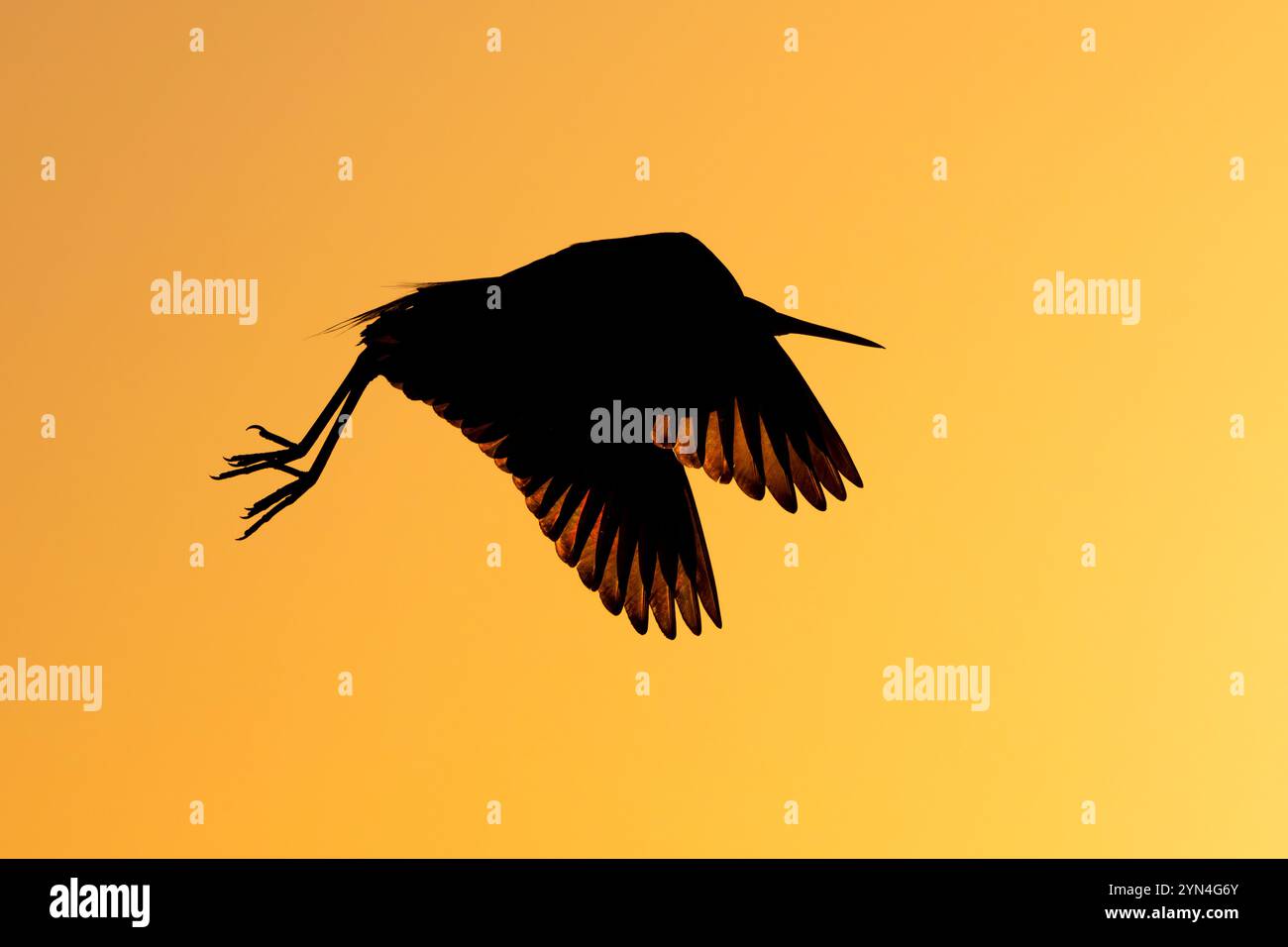 Dreifarbiger Reiher (Hydranassa tricolor) fliegt in den Sonnenuntergang. St. Augustine, Florida. Stockfoto