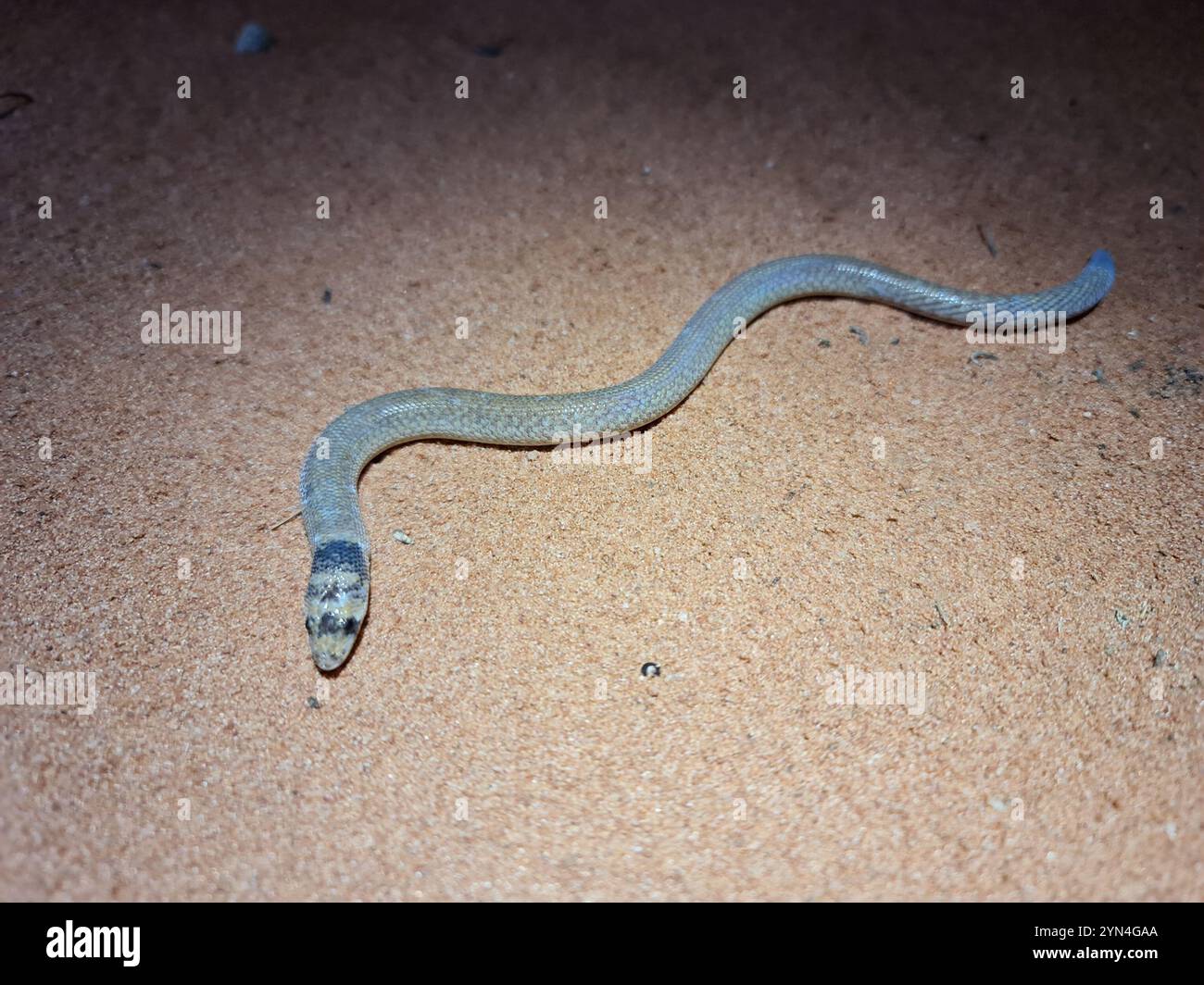 Westlicher Kapuzenfuß (Pygopus nigriceps) Stockfoto