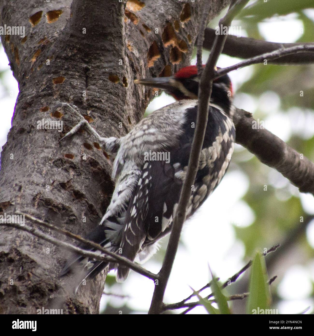 Rotnapter Sapsucker (Sphyrapicus nuchalis) Stockfoto