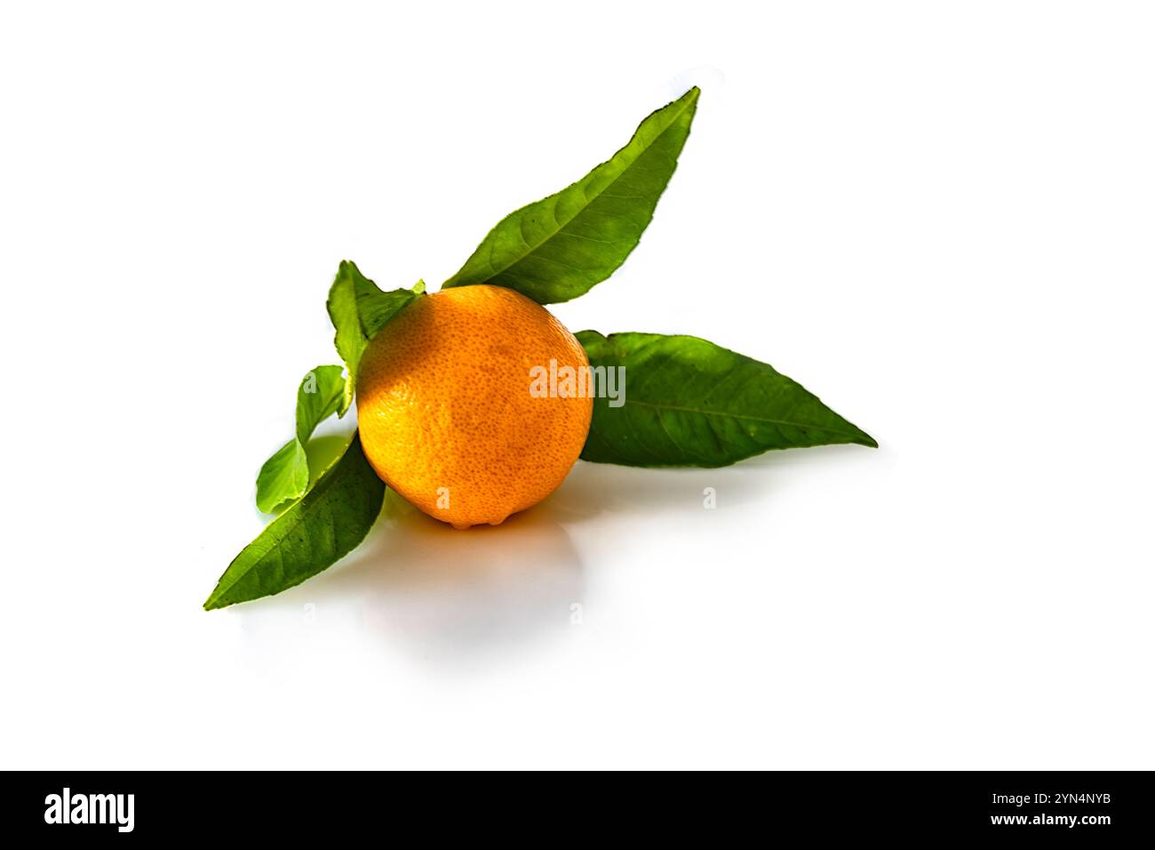 Frische Orangenfrüchte mit grünen Blättern auf weißem Hintergrund Stockfoto