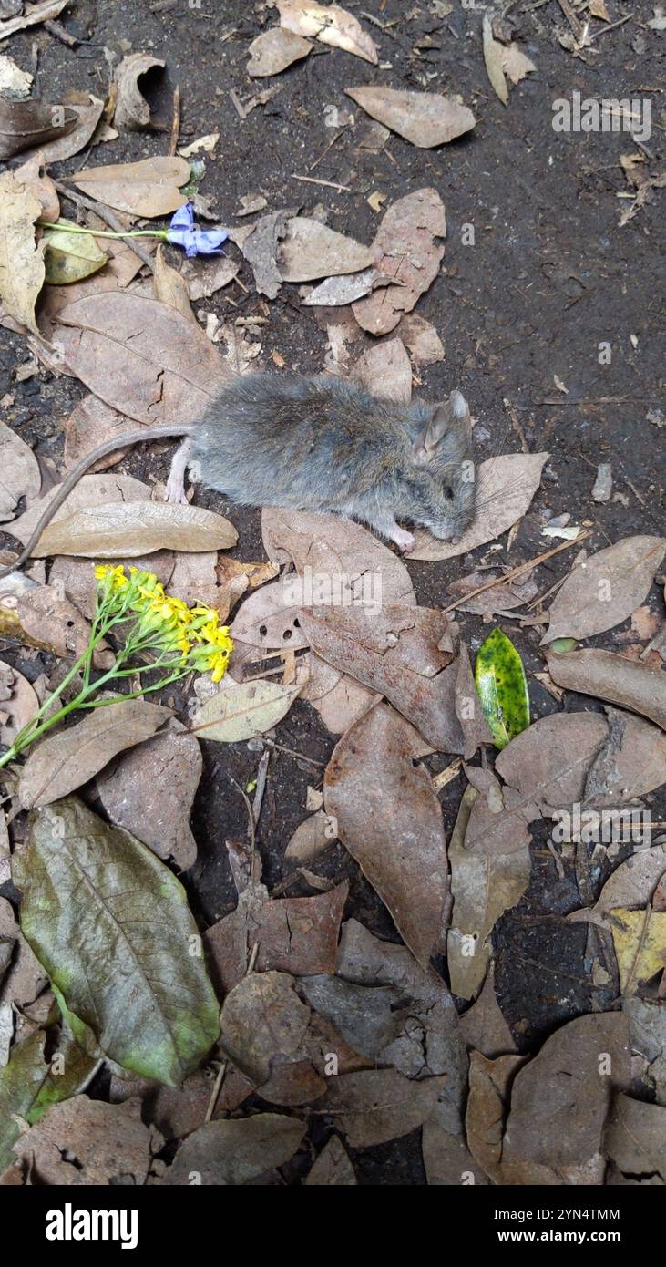 Australische Buschratte (Rattus fuscipes) Stockfoto