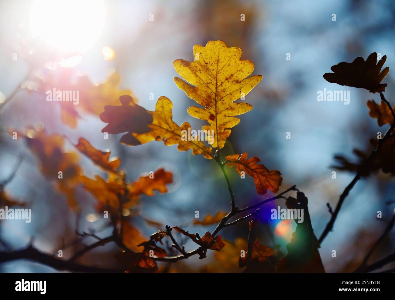 Herbsteichenblätter gegen den Himmel Stockfoto
