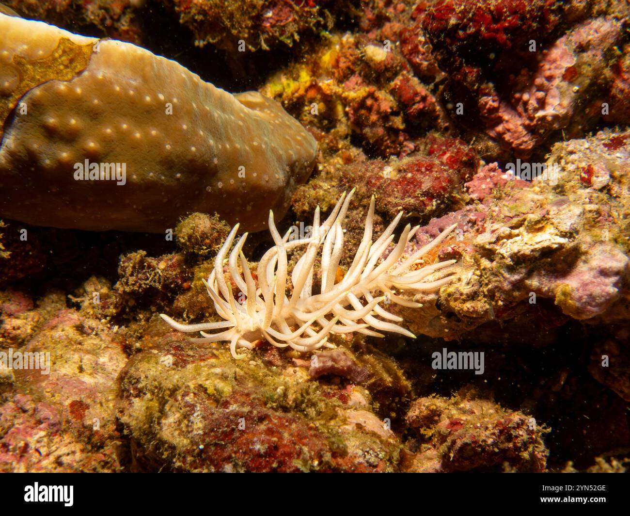 Phyllodesmium briareum ist eine Art der Meeresschnecke, einer Aeoliden-Nacktschnecke, einer Meeresschnecke aus der Familie der Facelinidae. Sie ähneln der weichen Koralle Briareum violacea, wo sie oft leben Stockfoto