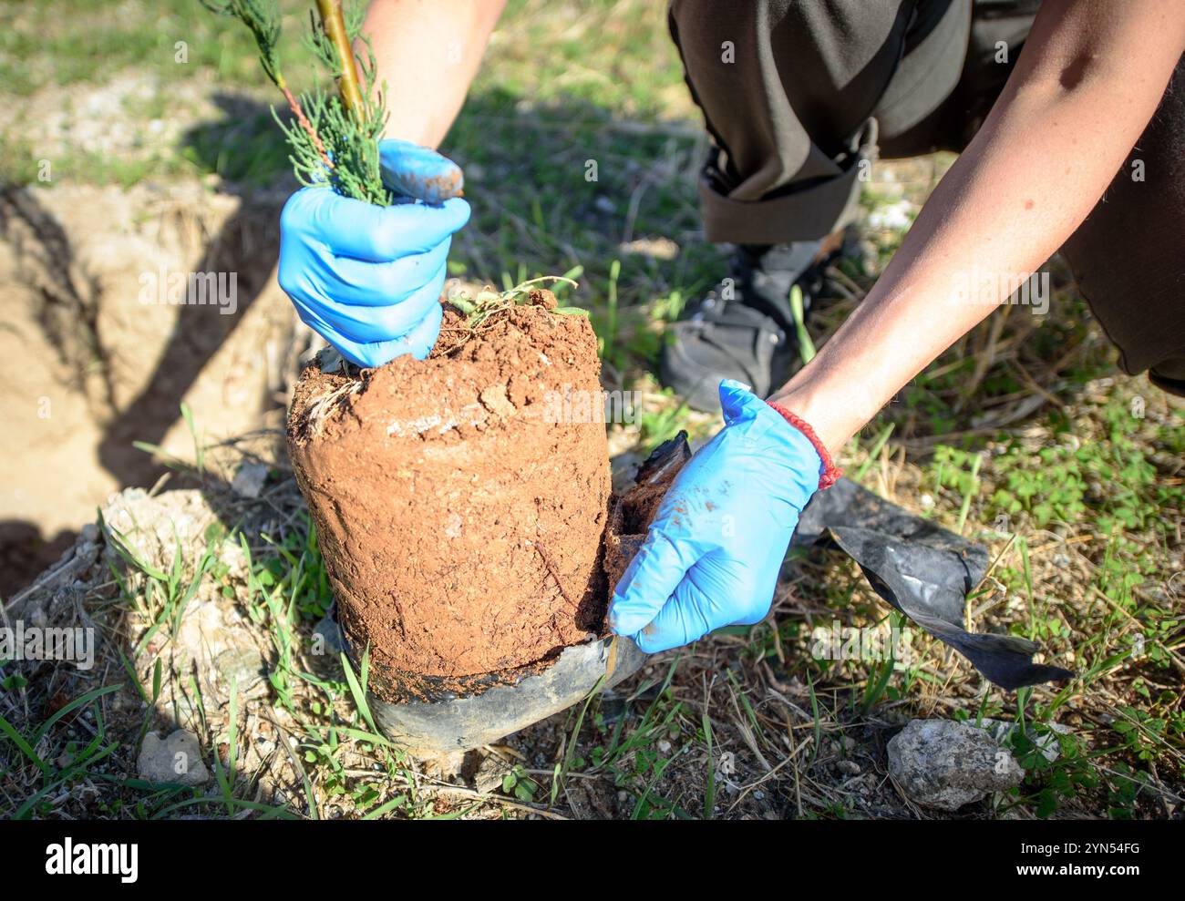 Eine Person, die Handschuhe trägt, entfernt vorsichtig einen Baumsetzel aus seinem Behälter, um ihn an einem sonnigen Tag in ein Restaurierungsprojekt zu Pflanzen. Stockfoto