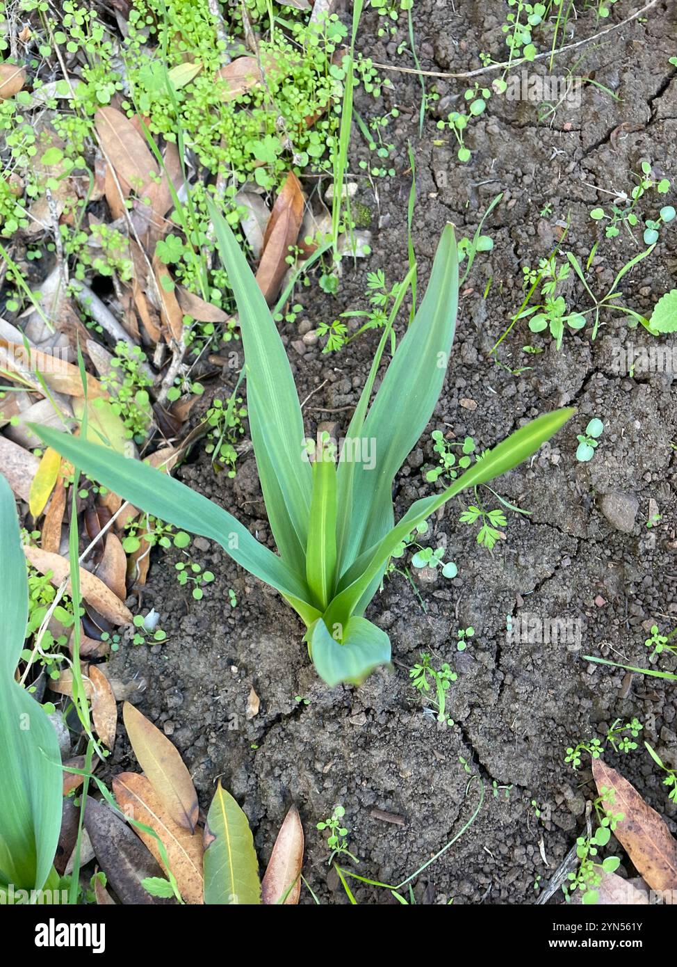 Wellige Seifenpflanze (Chlorogalum pomeridianum) Stockfoto