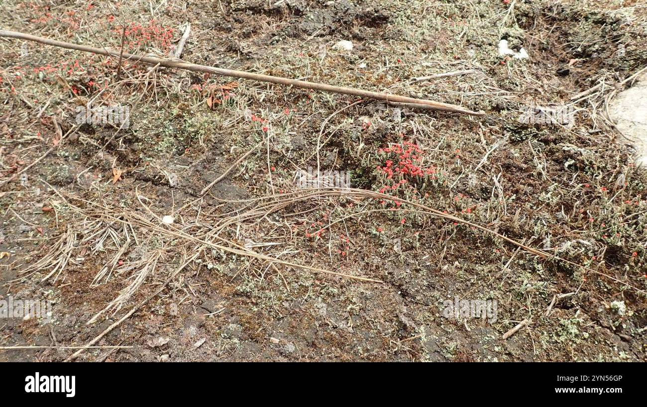 Britische Soldaten Flechten (Cladonia floerkeana) Stockfoto