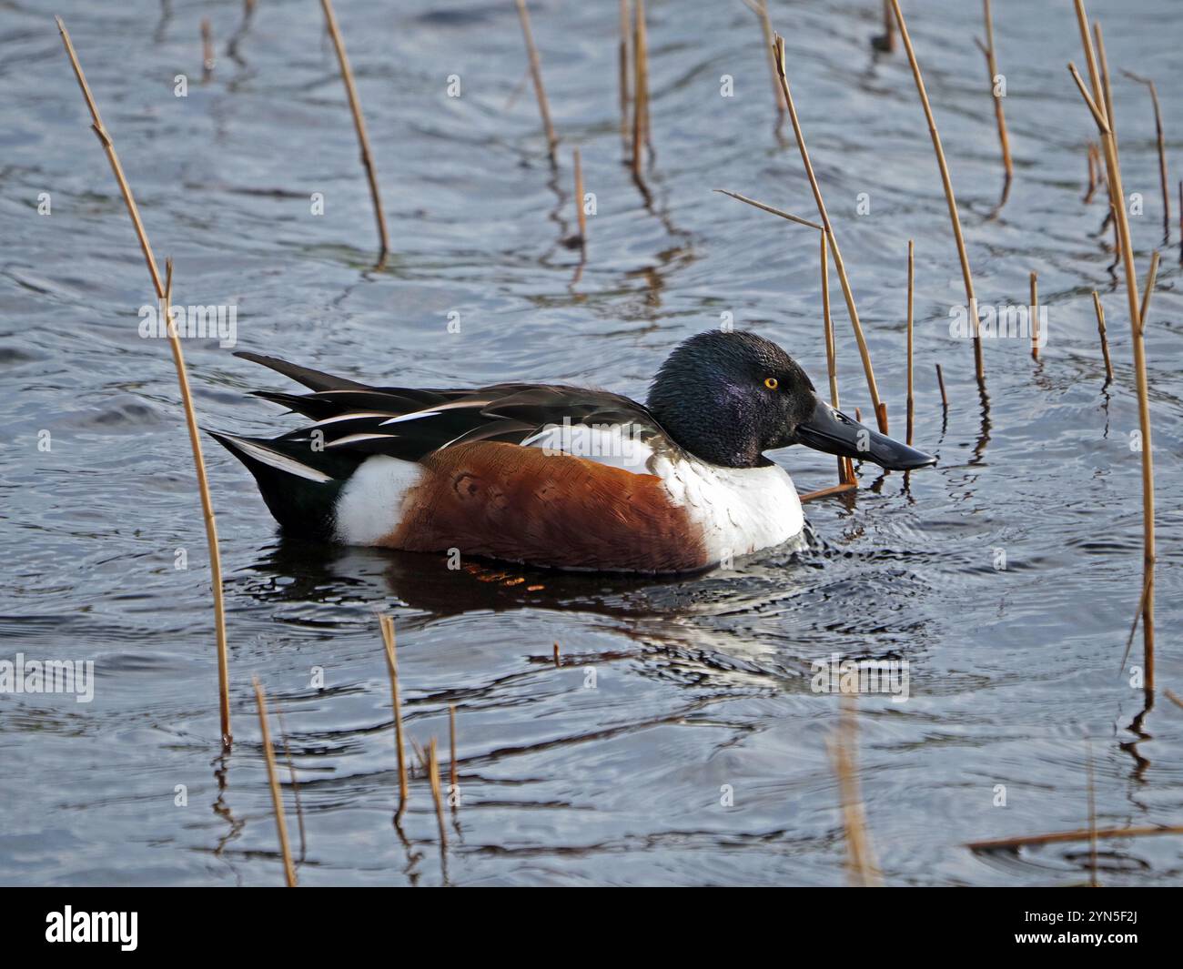 Sonnenbeschienene männliche drake Shoveler oder nördliche Schaufelente (Anas clypeata) mit markantem, großem Schnabel, die in Leighton Moss NR Lancashire, England, Großbritannien, zu versuchen Stockfoto