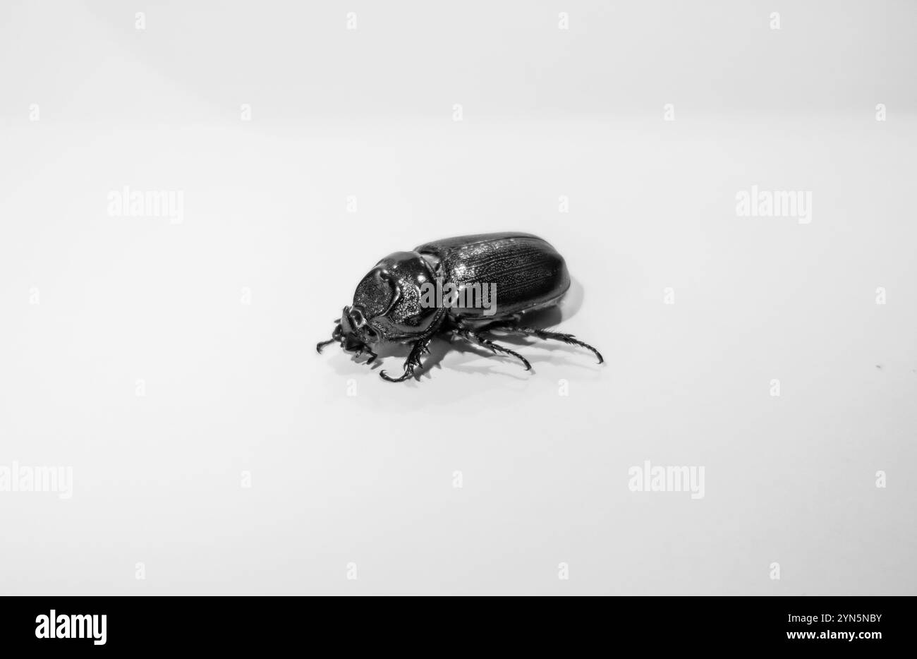 Ein Nashornkäfer ist auf weißem Hintergrund isoliert, ein Insekt auf weißem Hintergrund. Insektenhintergrund, grafische Ressourcen. Stockfoto