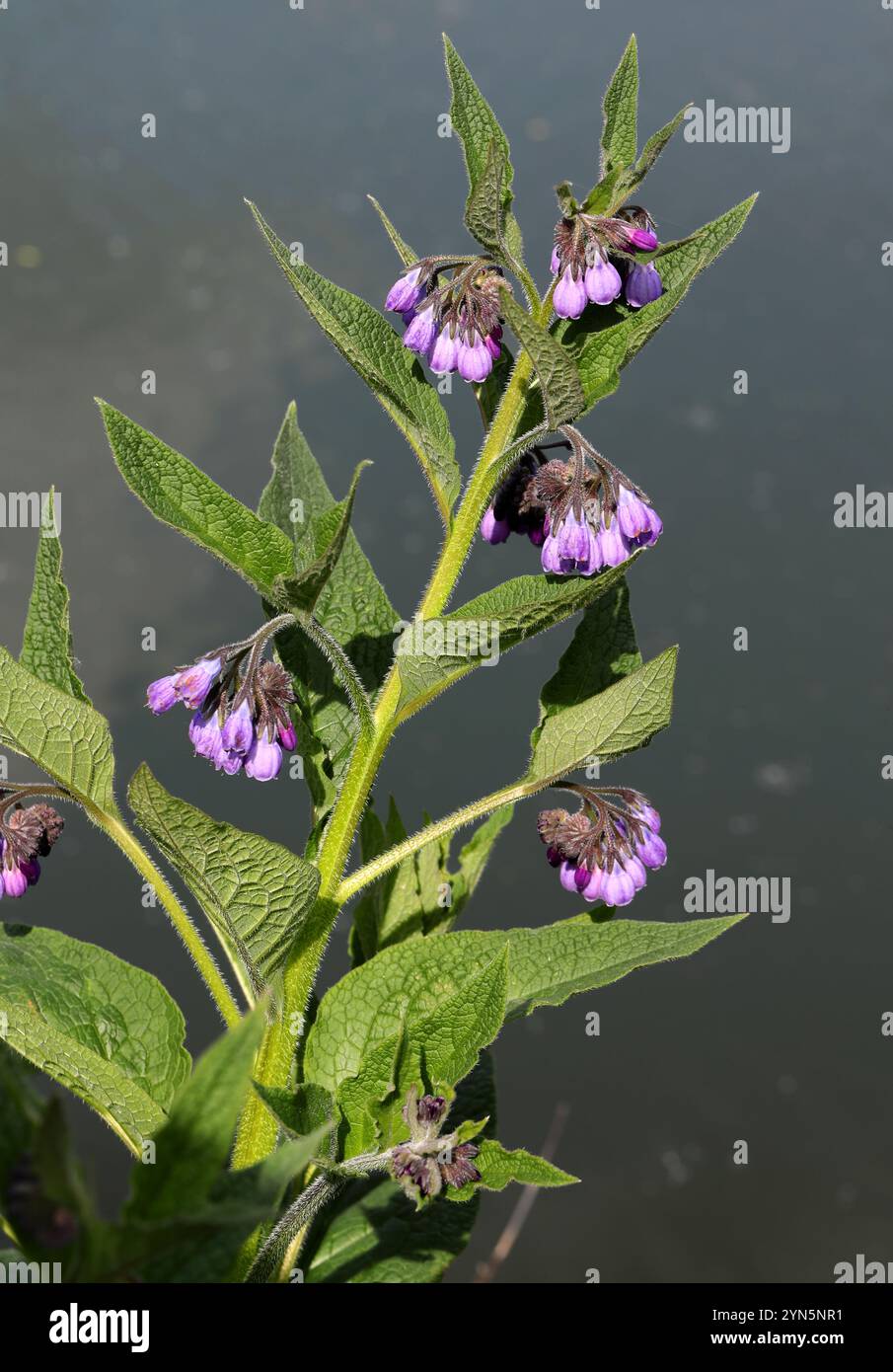 Beinwell, Symphytum officinale, Boraginaceae. Amwell Nature Reserve, Großbritannien. Stockfoto