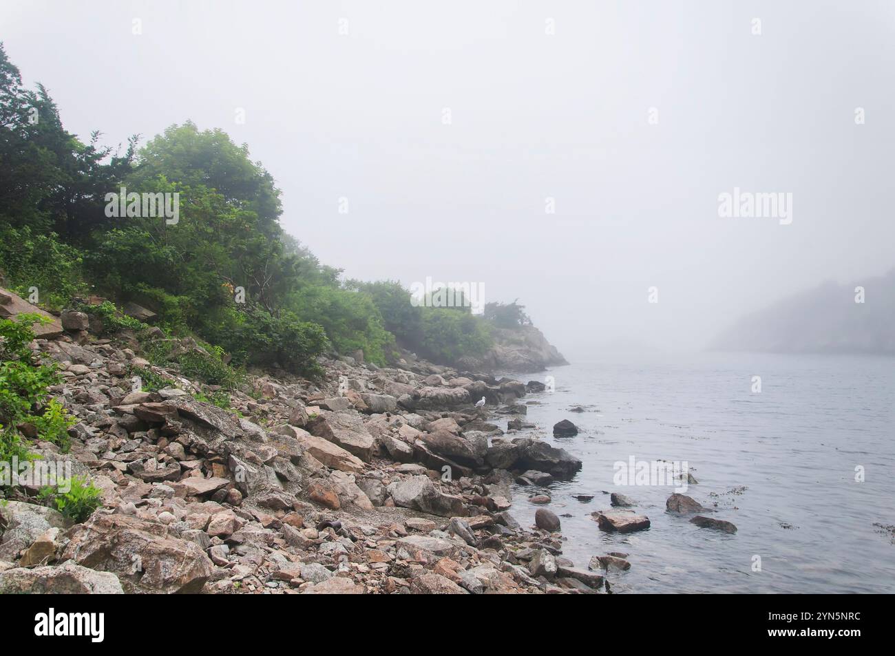 Die nebelige Küste im Fort Wetherill State Park in Jamestown, Rhode Island. Stockfoto