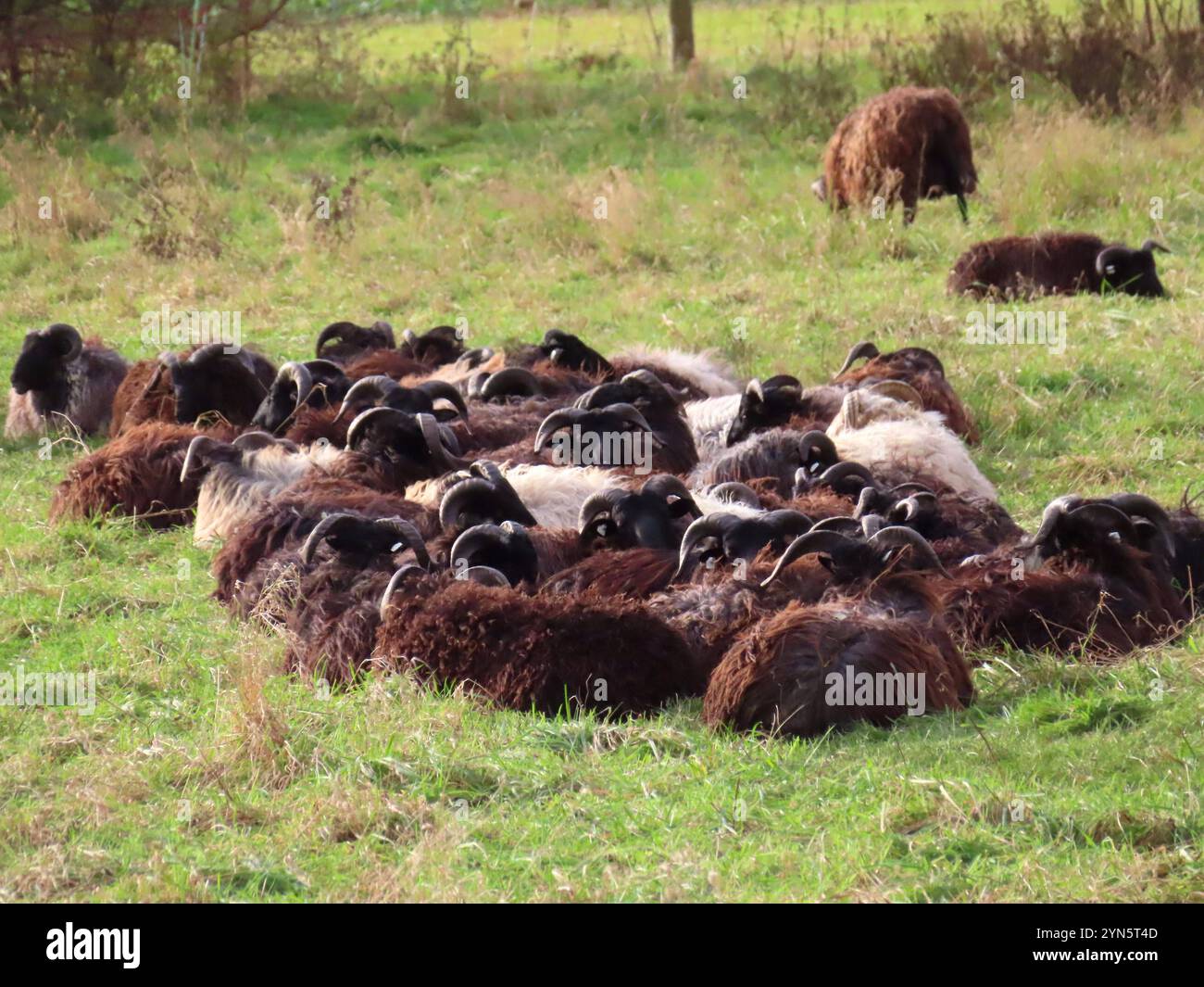 ...Wie man/frau sich bettet -so liegt man in der Wiese...sagen sich die Heidschnucken... Heidschnucken Herde in Doesphase *** die Heidschnucken Heidschnucken Herde in Doesphase sagen sich zu Stockfoto