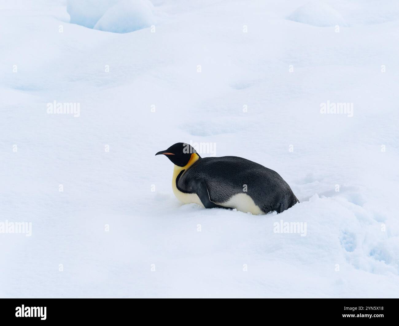 Kaiserpinguin auf Eis in der Antarktis Stockfoto