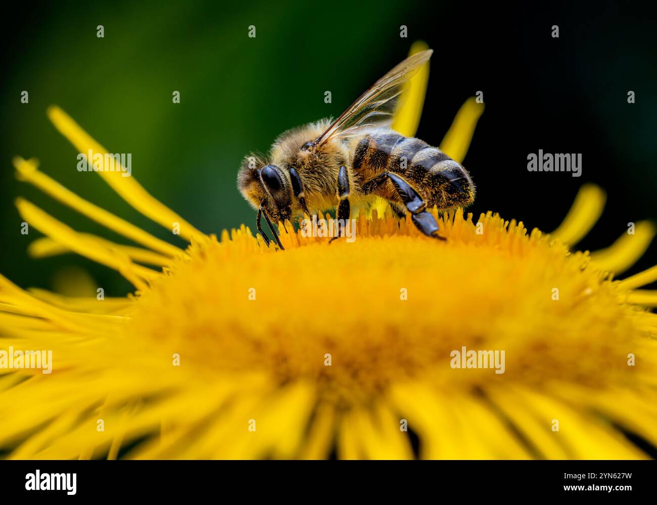 Makro einer Honigbiene auf einer Blütenblüte Stockfoto