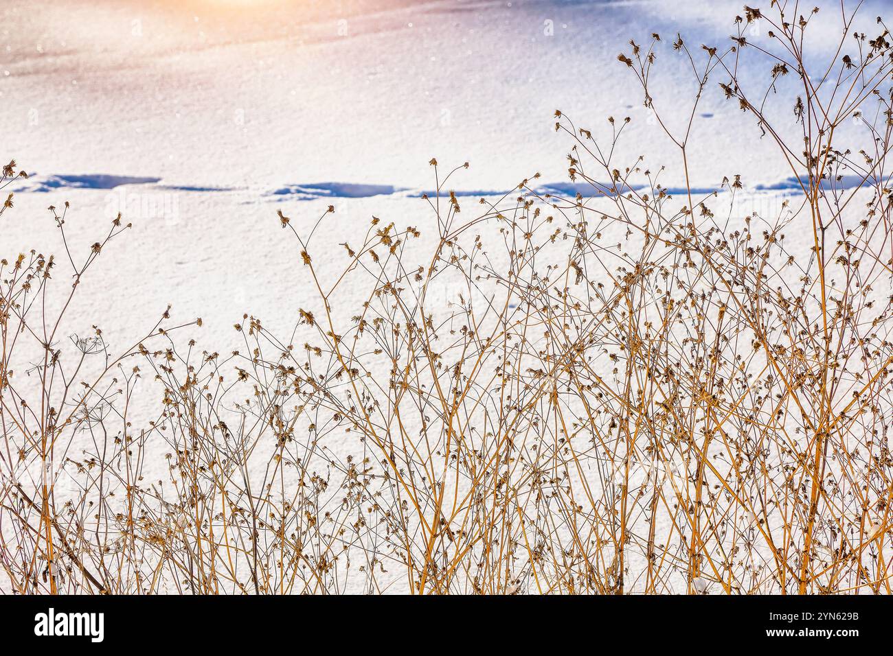 Getrocknete Blüten auf einem Hintergrund während des Sonnenuntergangs. Winterzeit. Geringe Schärfentiefe Stockfoto