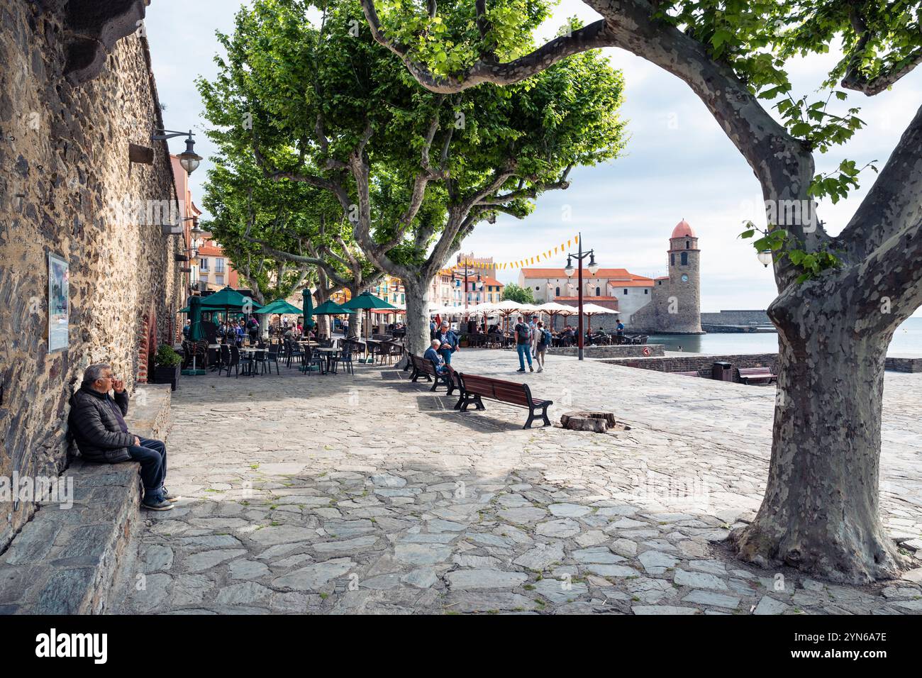 Ein Mann sitzt unter Platanen am Hafenpier in der Altstadt von Collioure, Cote Vermeille, Languedoc-Roussillon, Frankreich Stockfoto