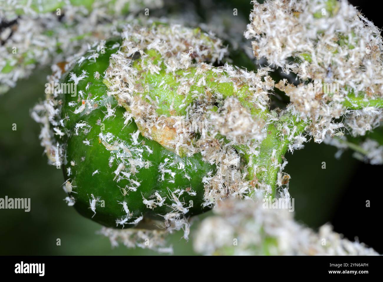 Blattläuse auf Paprika. Zahlreiche Schimmelpilze und flügellose Insekten. Obst, Paprikagemüse bedeckt mit Insekten. Stockfoto