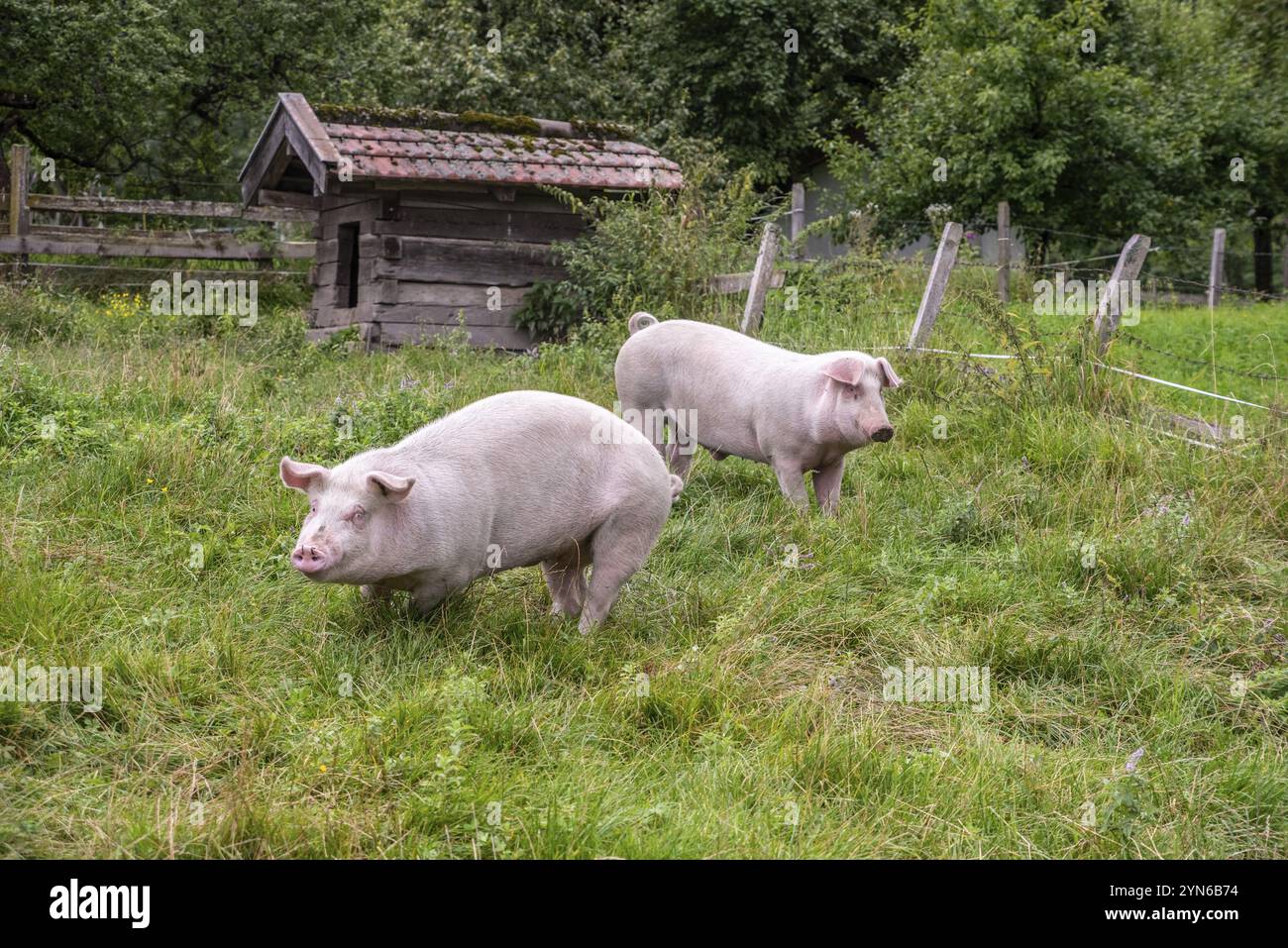Zwei Schweine, die sich auf einer Graswiese in den österreichischen Alpen amüsieren Stockfoto