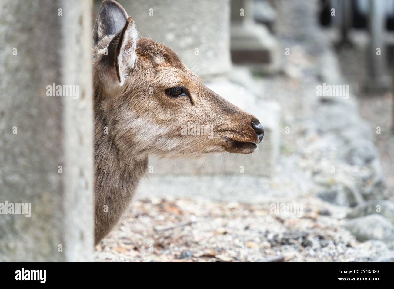 Nahaufnahme eines sika-Hirsches im Nara-Park, Japan. Stockfoto