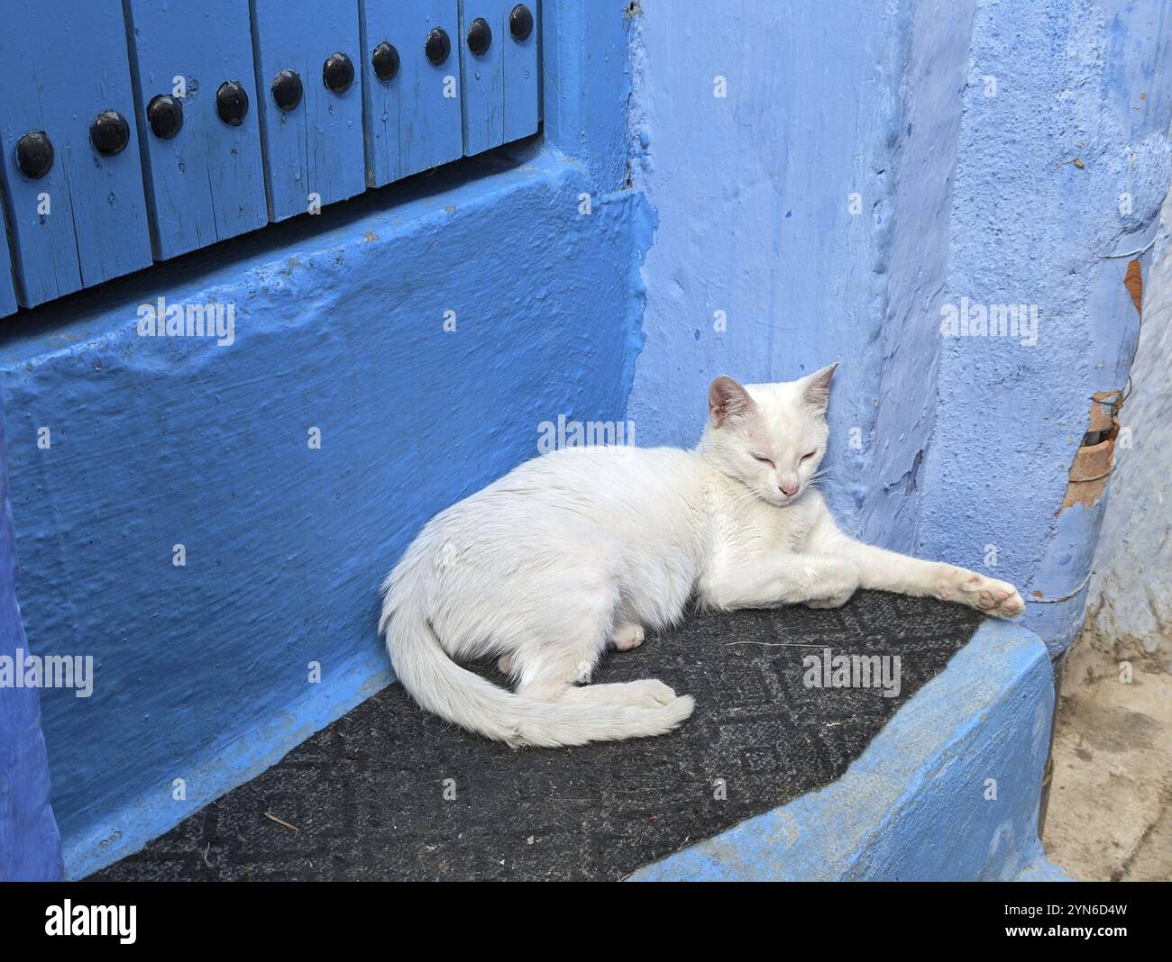 Weiße Katze schlaft auf der Treppe eines typischen blauen Hauses in Chefchaouen, Marokko, Afrika Stockfoto