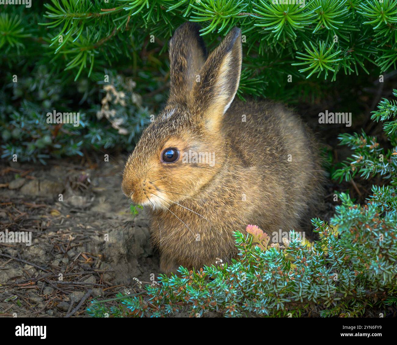 Schneeschuhhase, Hurricane Hill Trail, Olympic National Park, Washington. Stockfoto