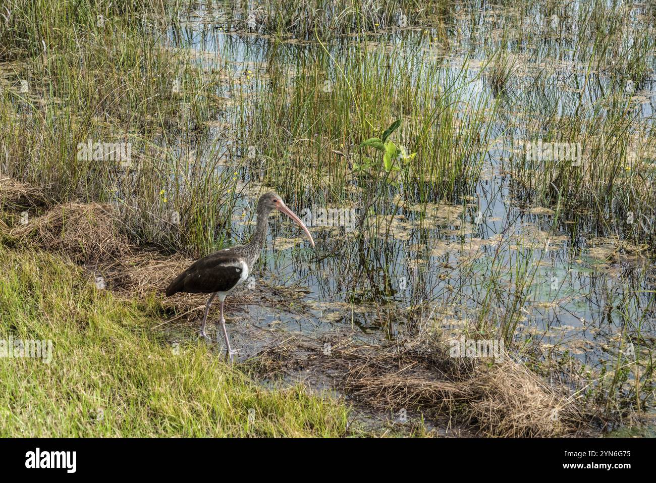 Juvenile Ibis im Everglades-Nationalpark, USA, Nordamerika Stockfoto