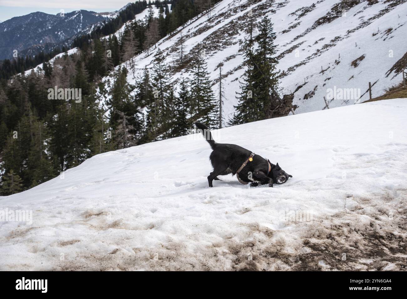 Ein Hund, der sich während einer Wanderung in den bayerischen Bergen, Deutschland, Europa bewegt Stockfoto