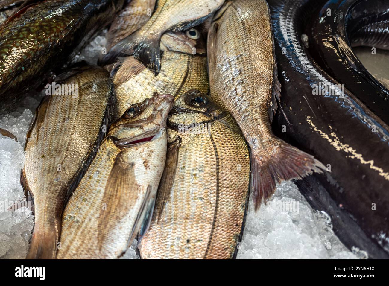 Frisch gefangener Seebrassen zum Verkauf auf einem lokalen Markt, Sparus aurata. Verwöhnen Sie sich mit kulinarischen Köstlichkeiten und Gourmet-Köstlichkeiten Stockfoto