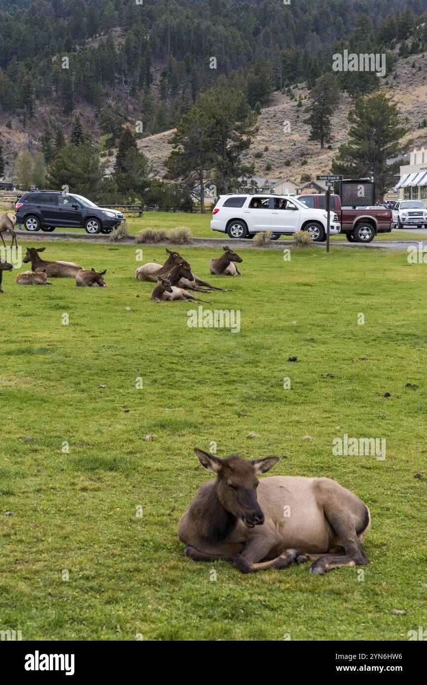 YELLOWSTONE NP, USA, 29. AUGUST 2022, Eine Hirschherde in Mammoth Hot Springs im Yellowstone National Park, USA, Nordamerika Stockfoto