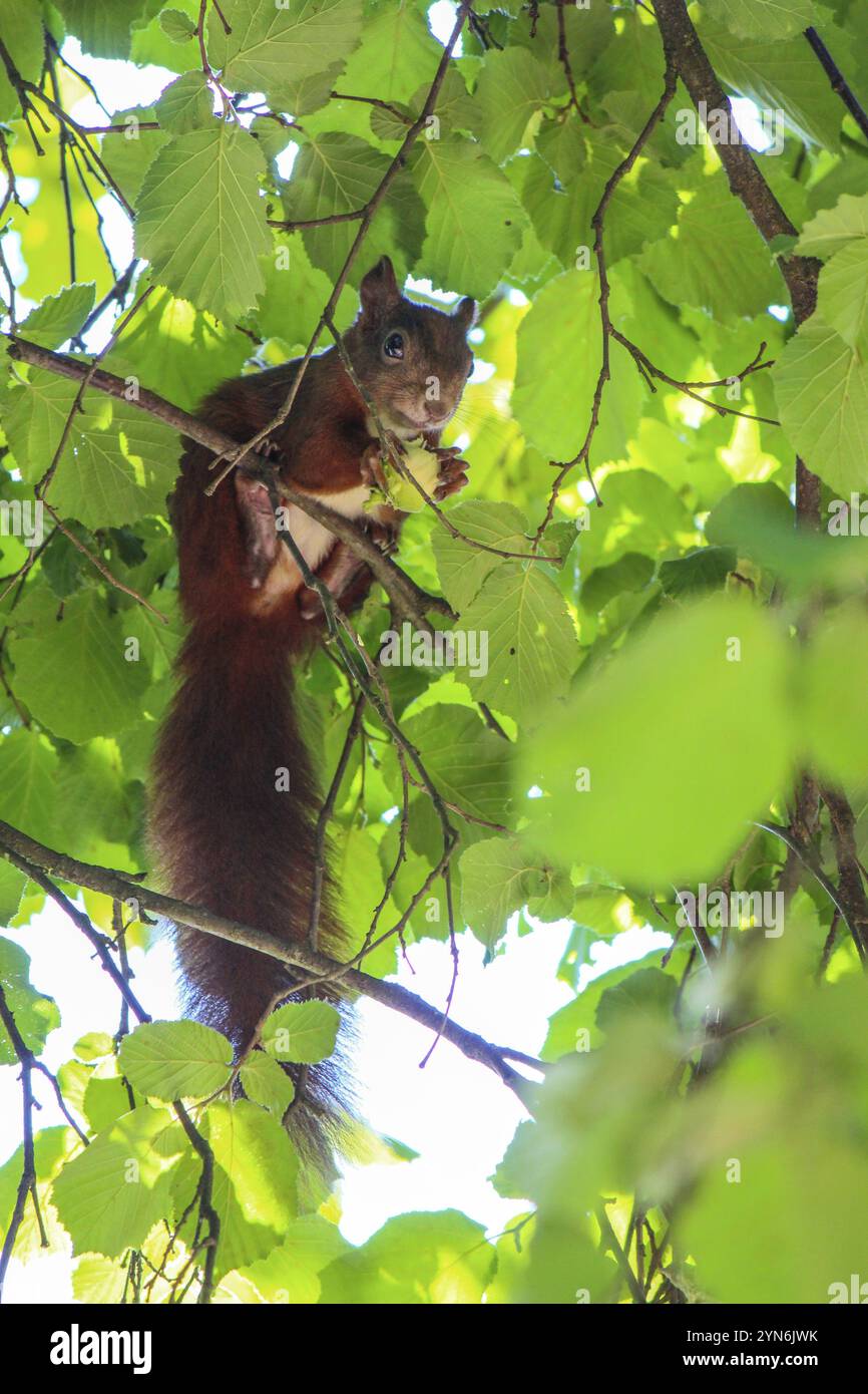 Ein geschäftiges Eichhörnchen, das Nüsse von einem Haselnussbaum sammelt Stockfoto