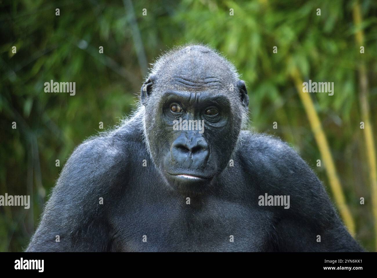 Wunderschöner Gorilla mit faszinierendem, intelligentem Ausdruck im Zoo Hellabrunn in München, Deutschland, Europa Stockfoto