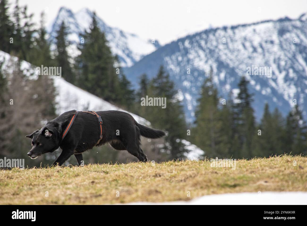 Ein Hund, der sich während einer Wanderung in den bayerischen Bergen, Deutschland, Europa bewegt Stockfoto