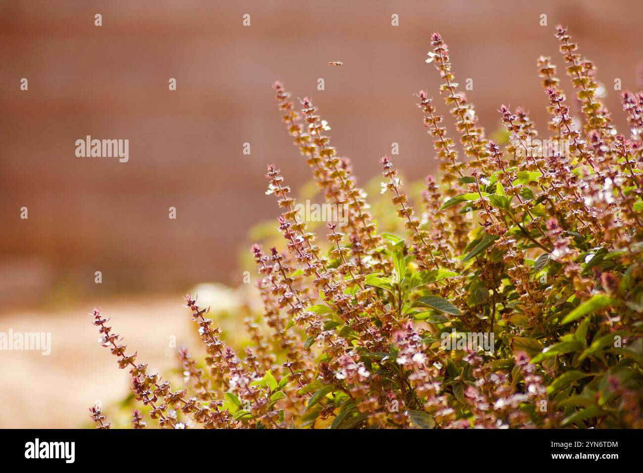 Nahaufnahme von frischen Rosmarinblättern, die ihre leuchtende grüne Farbe und natürliche Textur zeigen, die häufig als kulinarisches Kraut und für medizinische Zwecke verwendet wird Stockfoto