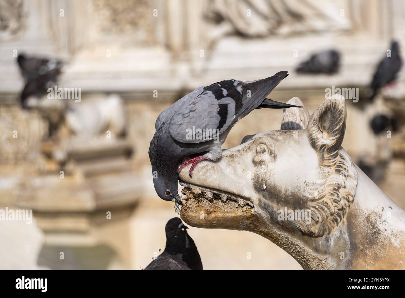 Tauben sitzen auf dem Gaia-Brunnen an der Piazza del Campo in Siena, Italien, Europa Stockfoto