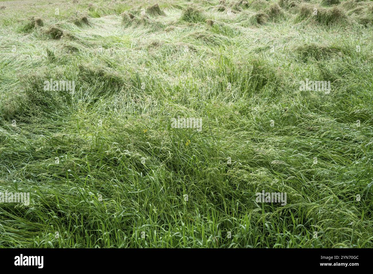 Deprimierte Wiese nach Sturm in der Sonne Stockfoto