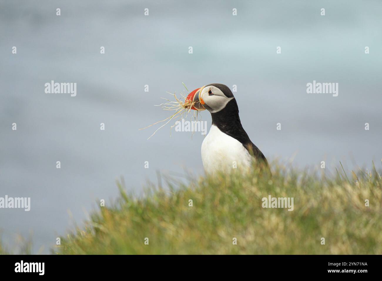 Atlantischer Papageientaucher am Brutort Latrabjarg, Island, Europa Stockfoto