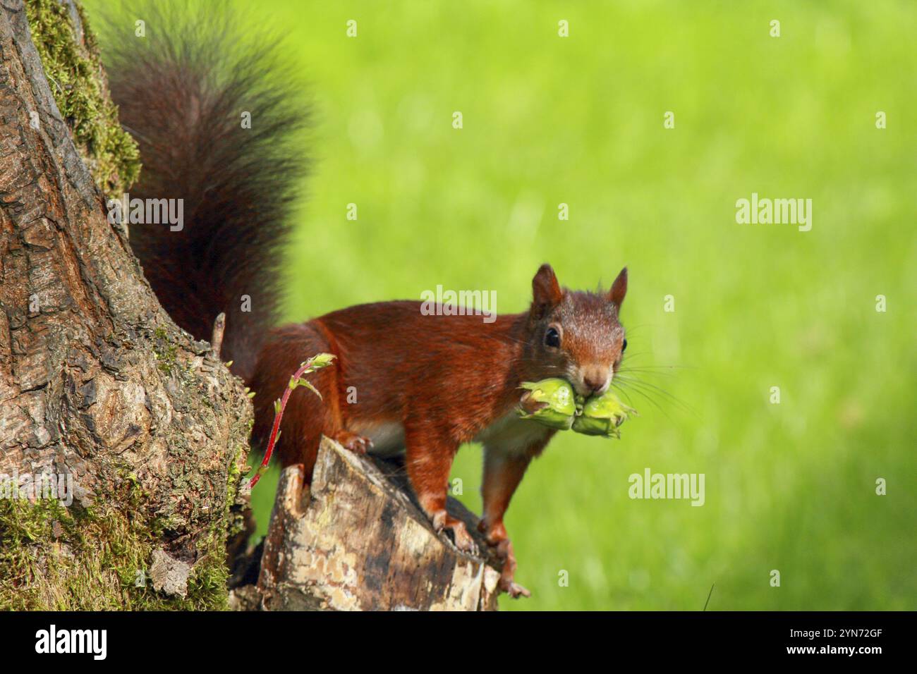 Ein geschäftiges Eichhörnchen, das Nüsse von einem Haselnussbaum sammelt Stockfoto