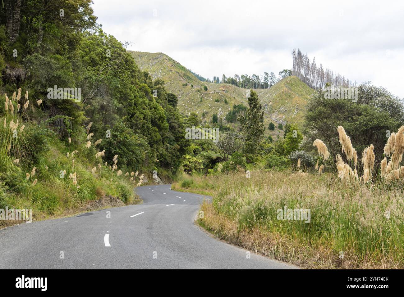 Kurvige Straße im Bezirk Whanganui, Neuseeland, Ozeanien Stockfoto