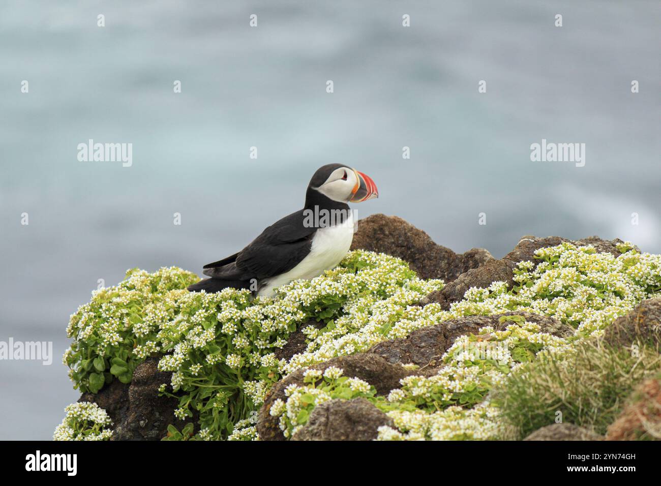 Atlantischer Papageientaucher am Brutort Latrabjarg, Island, Europa Stockfoto