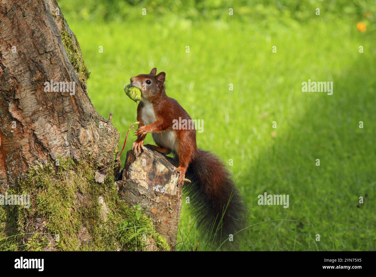 Ein geschäftiges Eichhörnchen, das Nüsse von einem Haselnussbaum sammelt Stockfoto