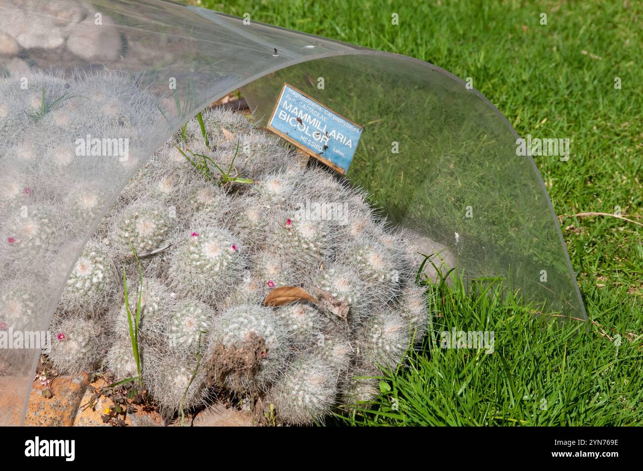 Königlicher botanischer Garten von Neapel Stockfoto