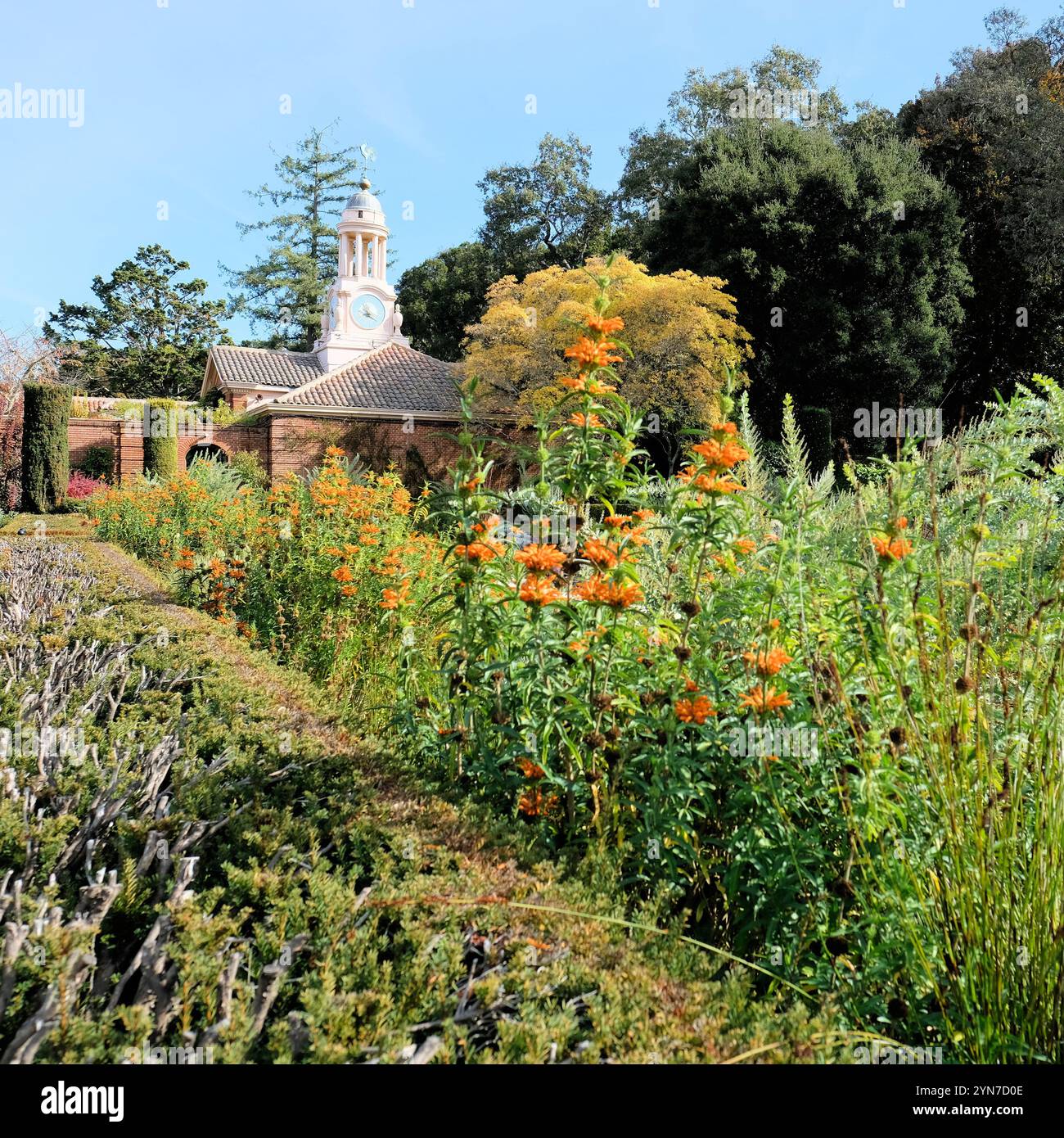 Blick auf den Uhrenturm vom versunkenen Garten mit Herbst-/Herbstlaub und Blumenblüten im Filoli Historic House and Garden, Woodside, Kalifornien. Stockfoto