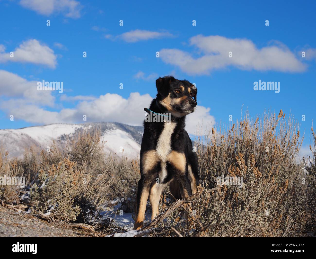 Kelpie mischt Hunde im Freien in einer verschneiten Bergkulisse. Stockfoto