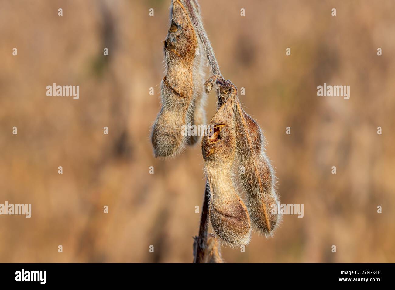 Sojabohnenschote und -Samen mit Insektenschäden. Insekten- und Schädlingsbekämpfung, Insektizid- und Pestizidkonzept Stockfoto