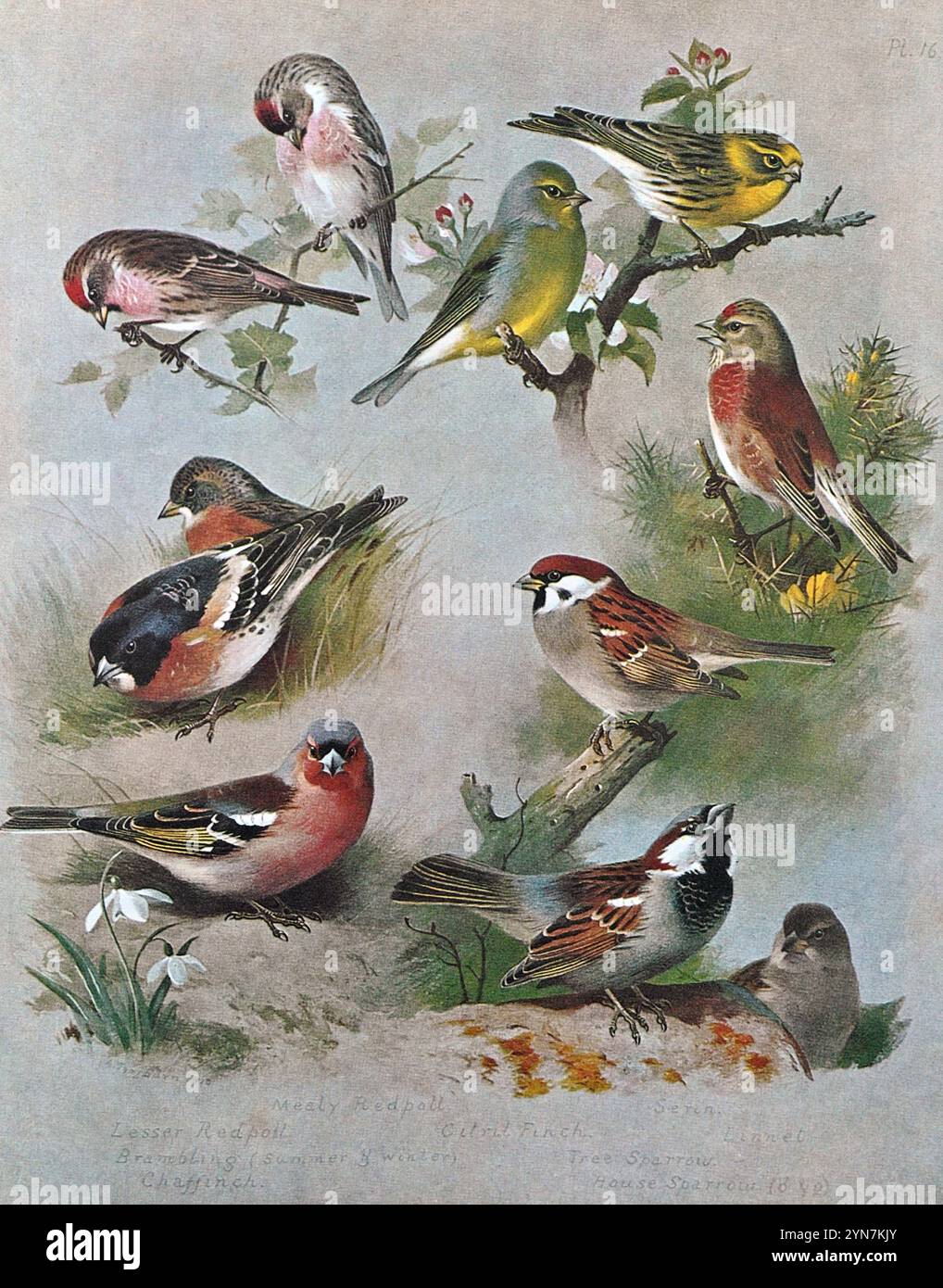 Mealy Redpoll(Acanthis flammea), Serin(Serinus serinus), Lesser Redpoll(Acanthis Cabaret), Citril Finch(Carduelis citrinella), Linnet(Linaria cannabina), Brambling(Fringilla montifringilla), Baumpfang(Passer montanus), Chaffinch(Fringilla coelebs), Haussparrow(Passer domesticus), Vintage Aquarellillustration von 1915. Original des schottischen Künstlers Archibald Thorburn. Stockfoto
