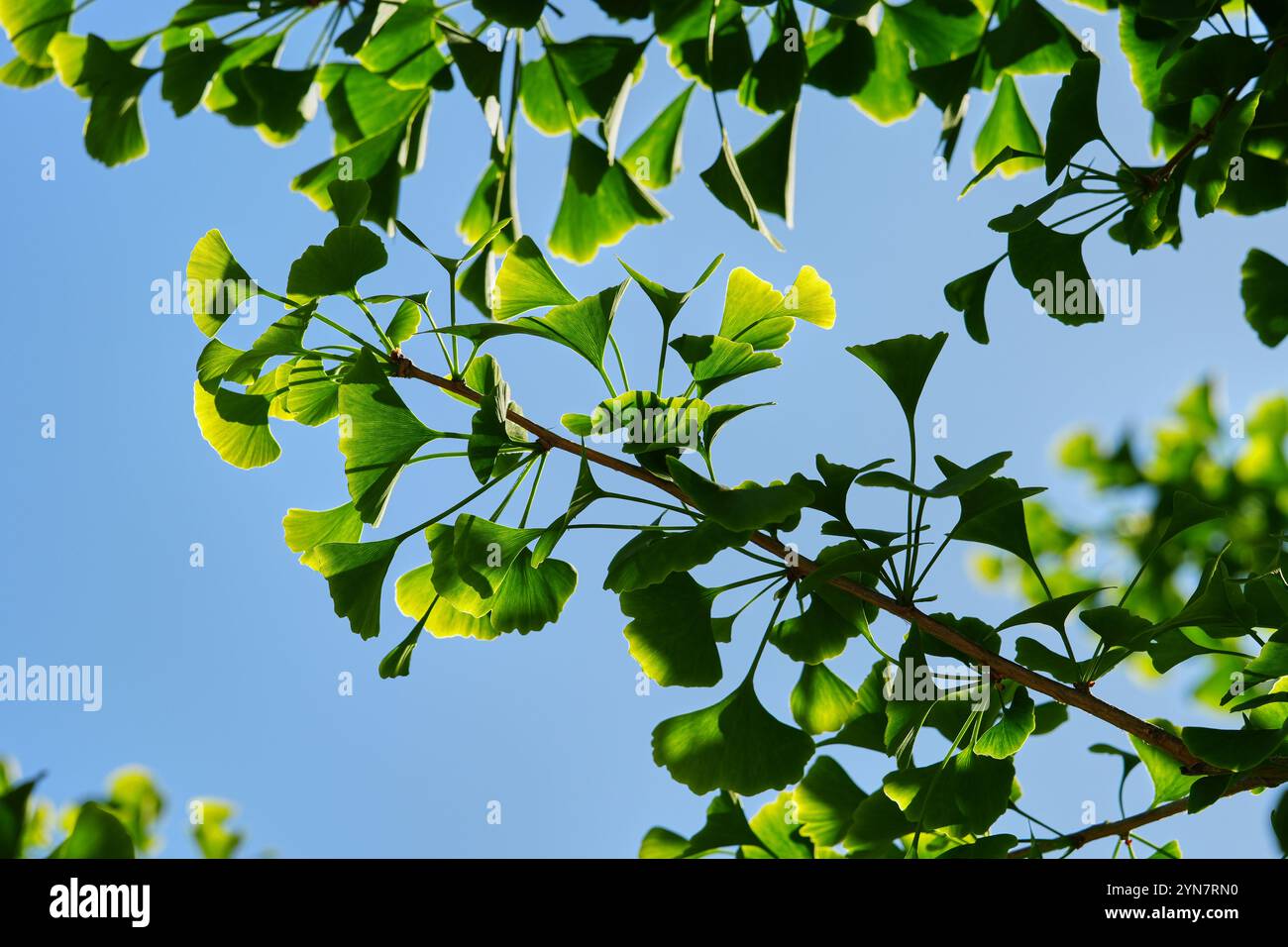 Ginkgobaumblätter und Stämme Stockfoto