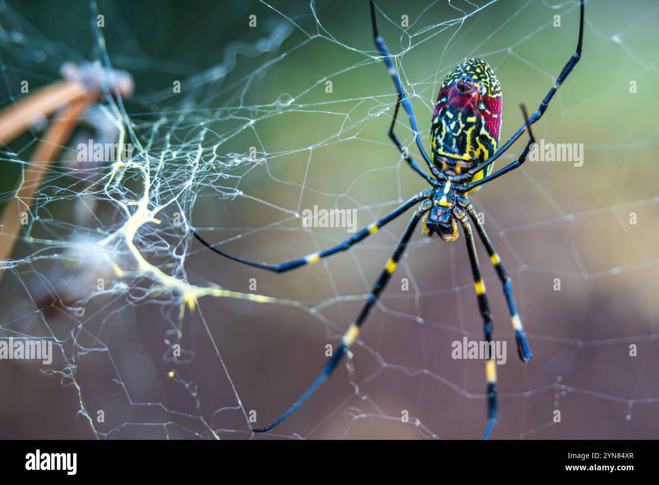 Weibliche Joro-Spinne (Trichonephila clavata) auf ihrem Netz in Snellville, Georgia. (USA) Stockfoto
