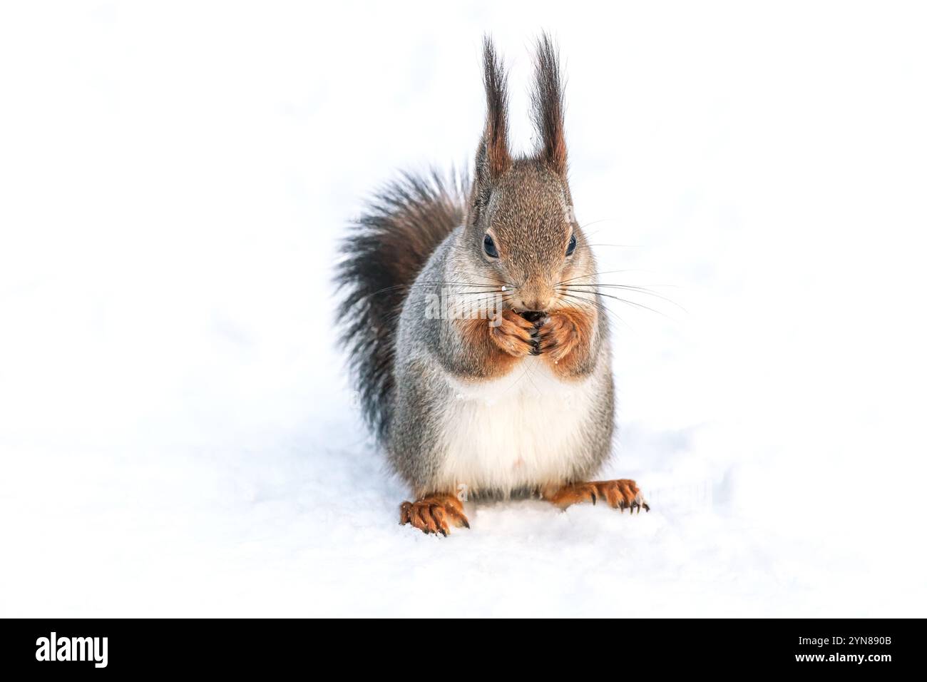 Das rote Eichhörnchen isst eine Nuss auf Schnee im Park. Vorderansicht. Stockfoto