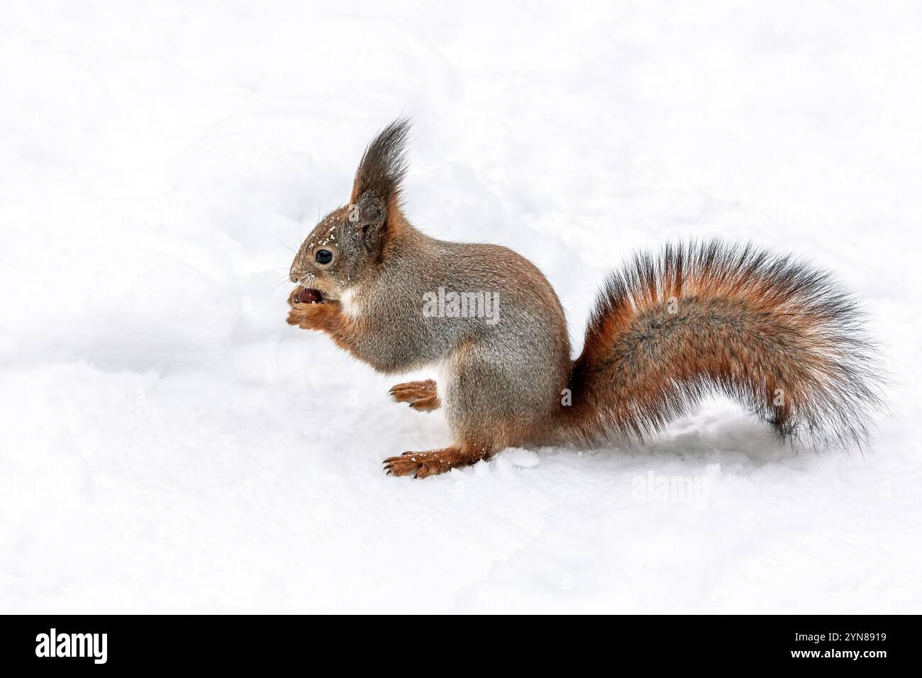 Rotes Eichhörnchen mit flauschigem Schwanz sitzt auf Schnee und isst eine Nuss. Stockfoto