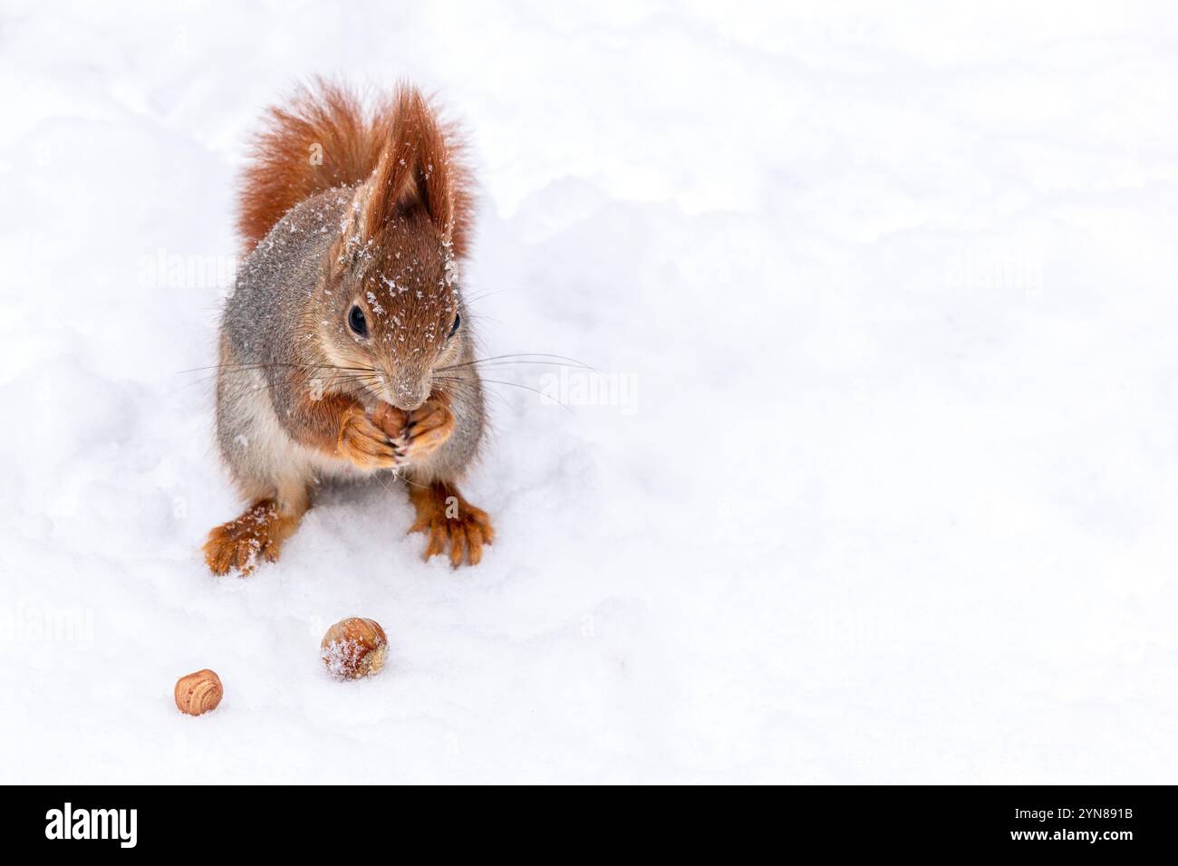 Kleines rotes Eichhörnchen steht auf Schnee im Winterpark und isst eine Nuss. Stockfoto