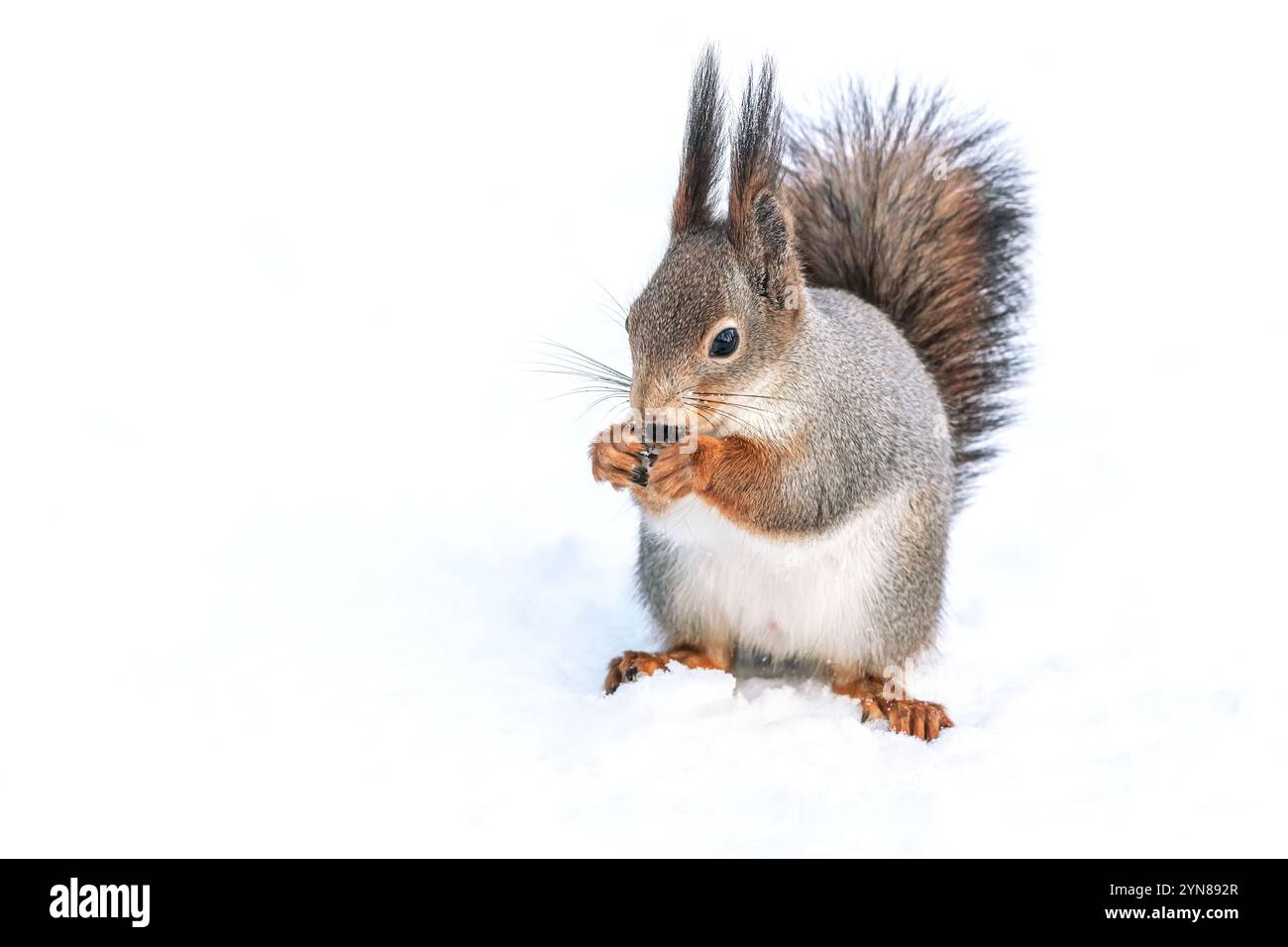 Rotes Eichhörnchen mit flauschigem Schwanz isst eine Nuss auf Schnee im Park. Stockfoto